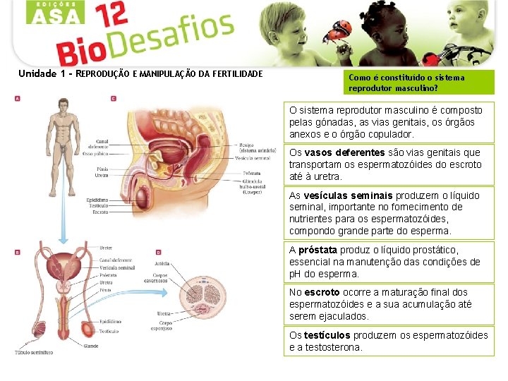 Unidade 1 - REPRODUÇÃO E MANIPULAÇÃO DA FERTILIDADE Como é constituído o sistema reprodutor