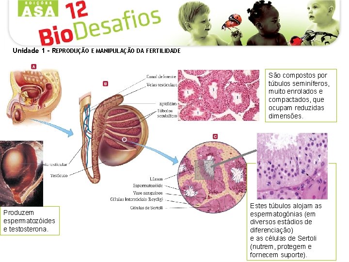 Unidade 1 - REPRODUÇÃO E MANIPULAÇÃO DA FERTILIDADE São compostos por túbulos seminíferos, muito