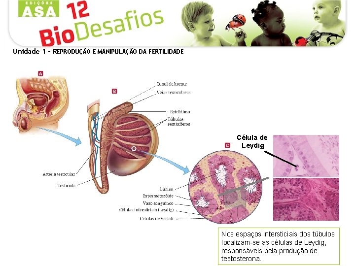 Unidade 1 - REPRODUÇÃO E MANIPULAÇÃO DA FERTILIDADE Célula de Leydig Nos espaços intersticiais