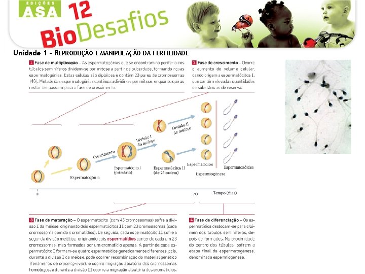 Unidade 1 - REPRODUÇÃO E MANIPULAÇÃO DA FERTILIDADE 