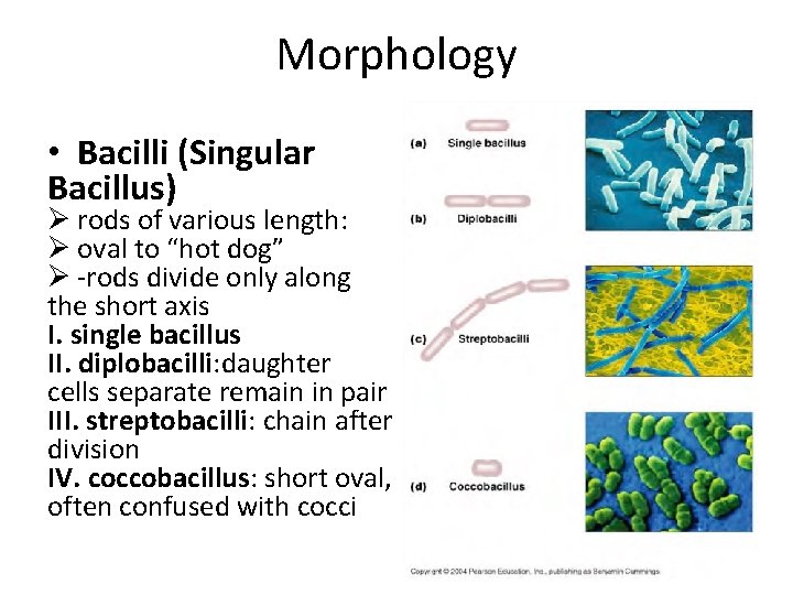 Morphology • Bacilli (Singular Bacillus) Ø rods of various length: Ø oval to “hot