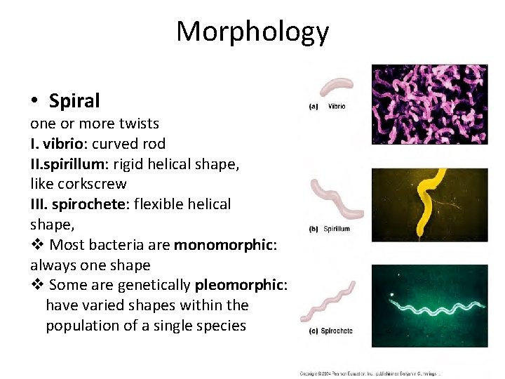 Morphology • Spiral one or more twists I. vibrio: curved rod II. spirillum: rigid