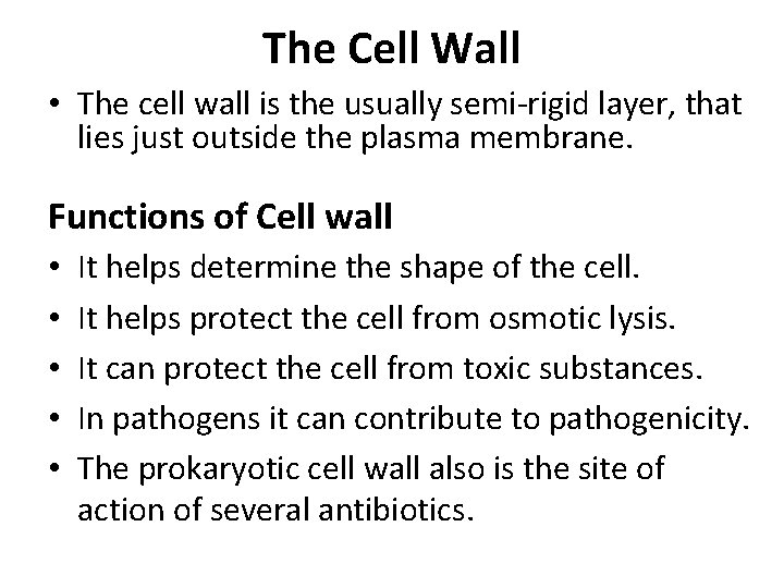 The Cell Wall • The cell wall is the usually semi-rigid layer, that lies