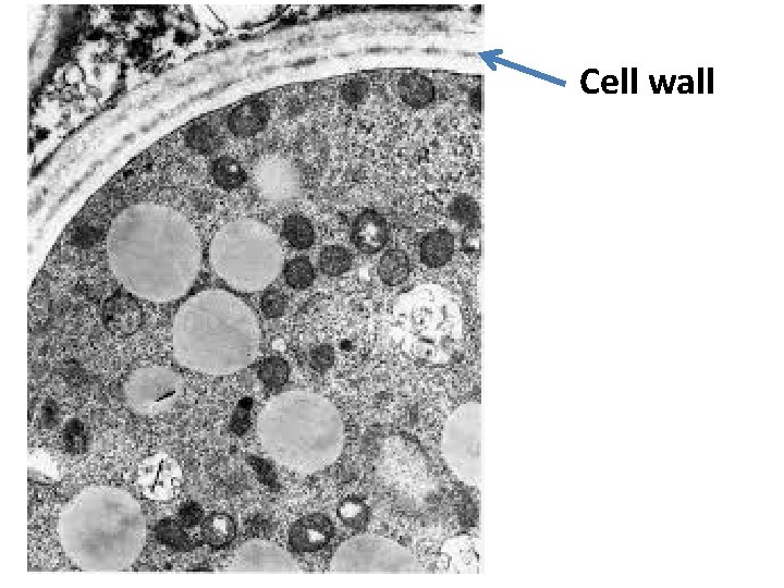 Cell wall 