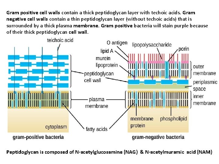 Gram positive cell walls contain a thick peptidoglycan layer with techoic acids. Gram negative