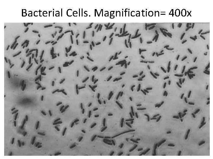 Bacterial Cells. Magnification= 400 x 