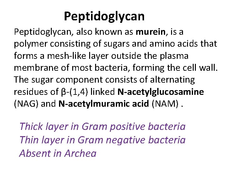 Peptidoglycan, also known as murein, is a polymer consisting of sugars and amino acids