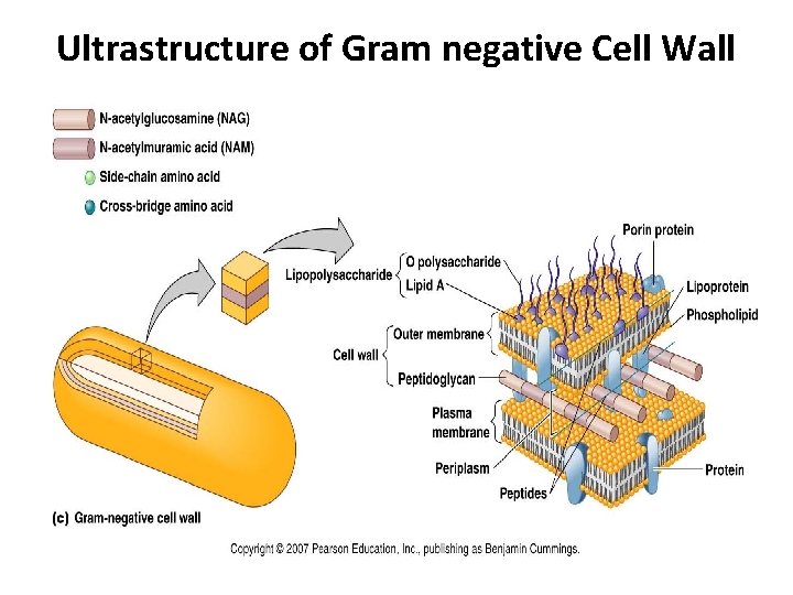 Ultrastructure of Gram negative Cell Wall 