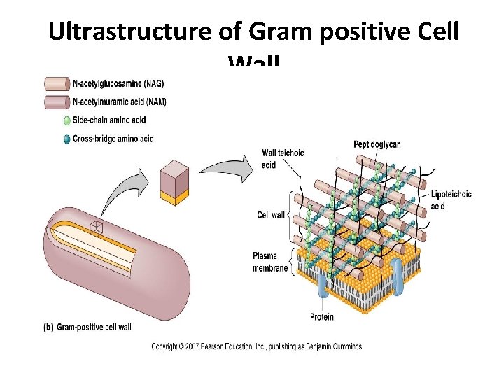 Ultrastructure of Gram positive Cell Wall 