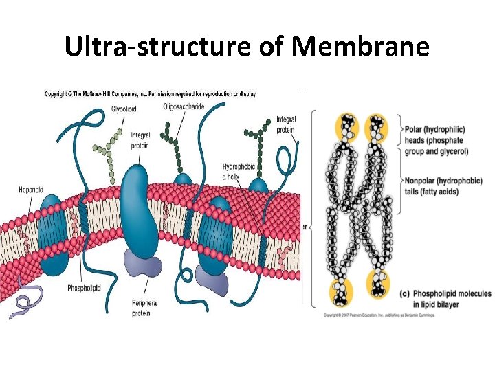 Ultra-structure of Membrane 