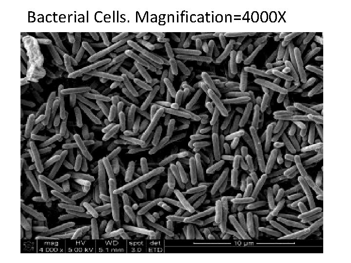 Bacterial Cells. Magnification=4000 X 