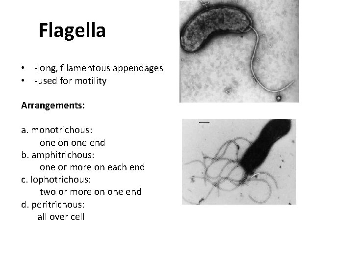 Flagella • -long, filamentous appendages • -used for motility Arrangements: a. monotrichous: one on