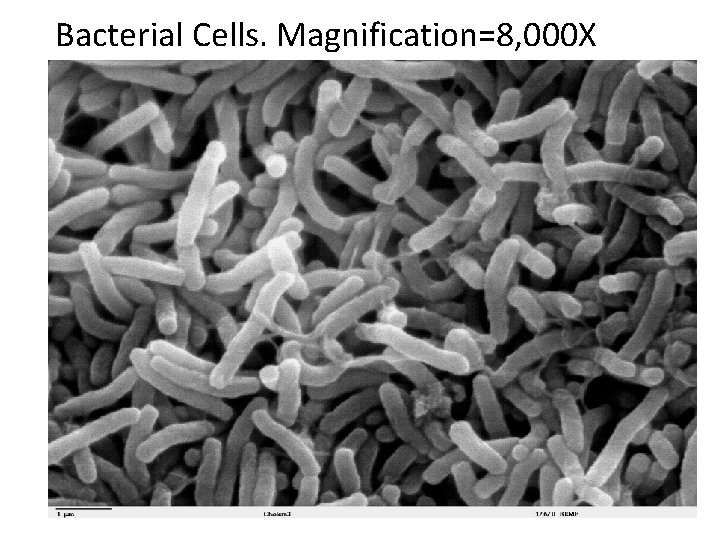 Bacterial Cells. Magnification=8, 000 X 