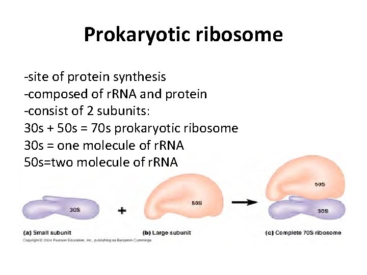 Prokaryotic ribosome -site of protein synthesis -composed of r. RNA and protein -consist of