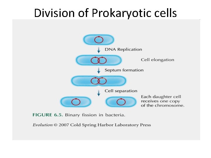 Division of Prokaryotic cells 