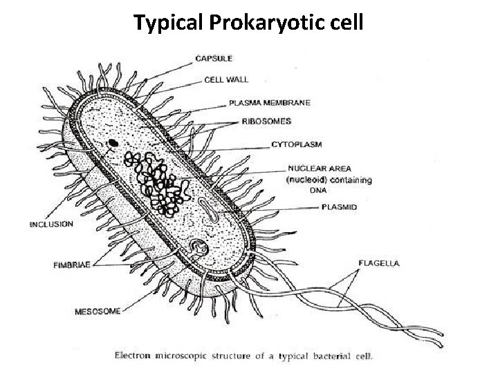 Typical Prokaryotic cell 