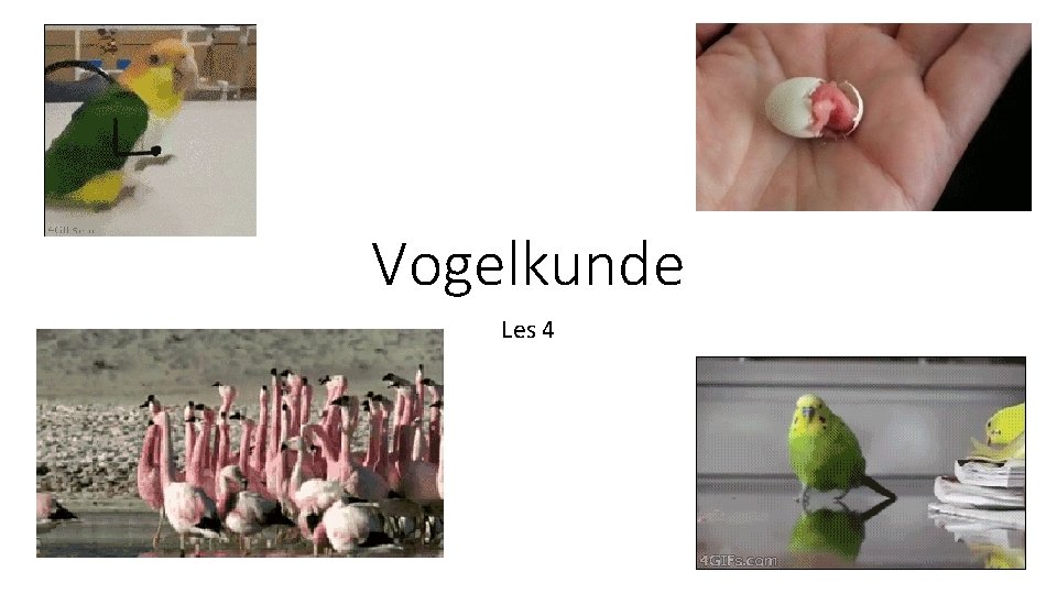 Vogelkunde Les 4 