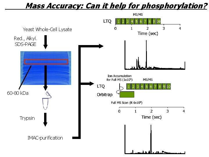 Mass Accuracy: Can it help for phosphorylation? Yeast Whole-Cell Lysate Red. , Alkyl. SDS-PAGE