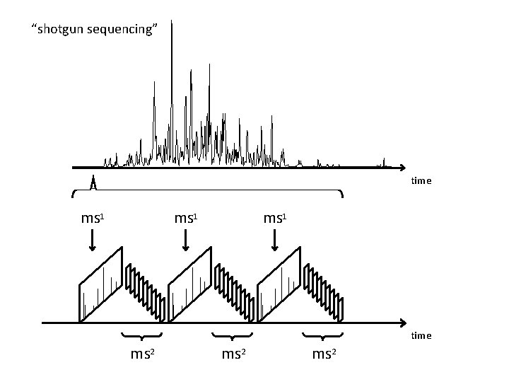 “shotgun sequencing” time ms 1 time ms 2 