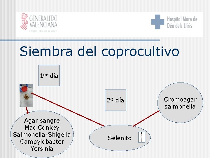 Siembra del coprocultivo 1 er día 2º día Agar sangre Mac Conkey Salmonella-Shigella Campylobacter