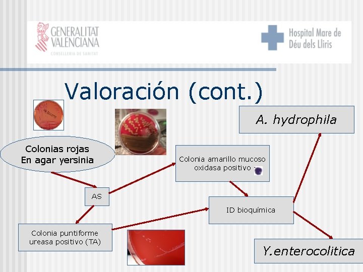 Valoración (cont. ) A. hydrophila Colonias rojas En agar yersinia Colonia amarillo mucoso oxidasa