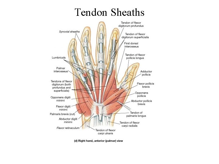 Tendon Sheaths 