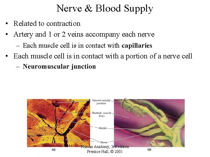 Nerve & Blood Supply • Related to contraction • Artery and 1 or 2