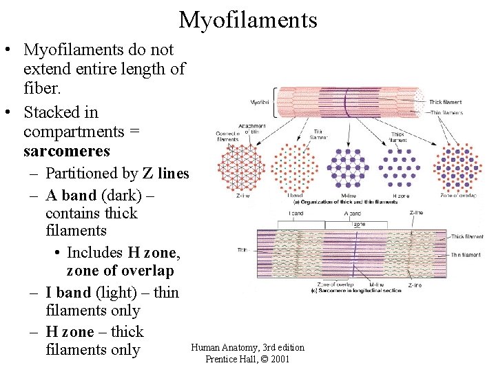 Myofilaments • Myofilaments do not extend entire length of fiber. • Stacked in compartments