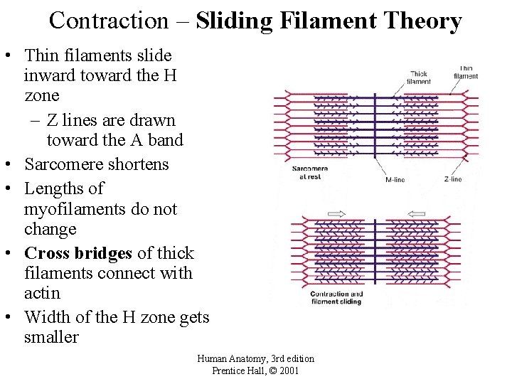 Contraction – Sliding Filament Theory • Thin filaments slide inward toward the H zone