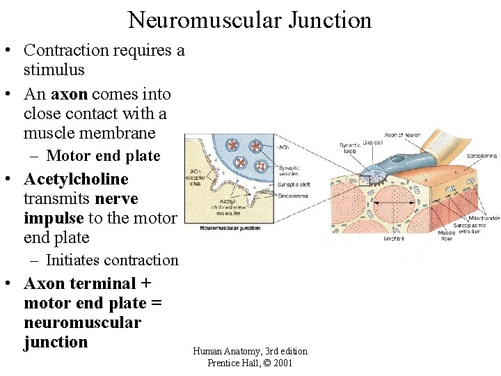 Neuromuscular Junction • Contraction requires a stimulus • An axon comes into close contact