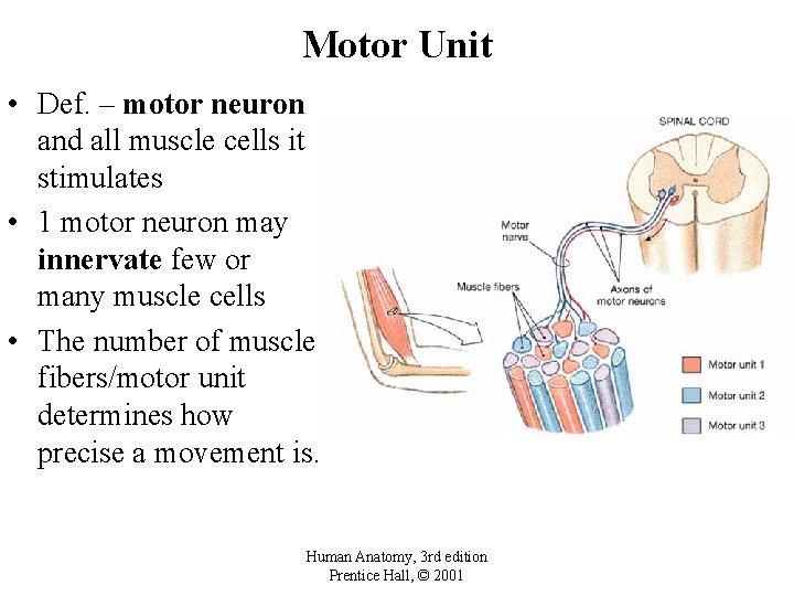 Motor Unit • Def. – motor neuron and all muscle cells it stimulates •