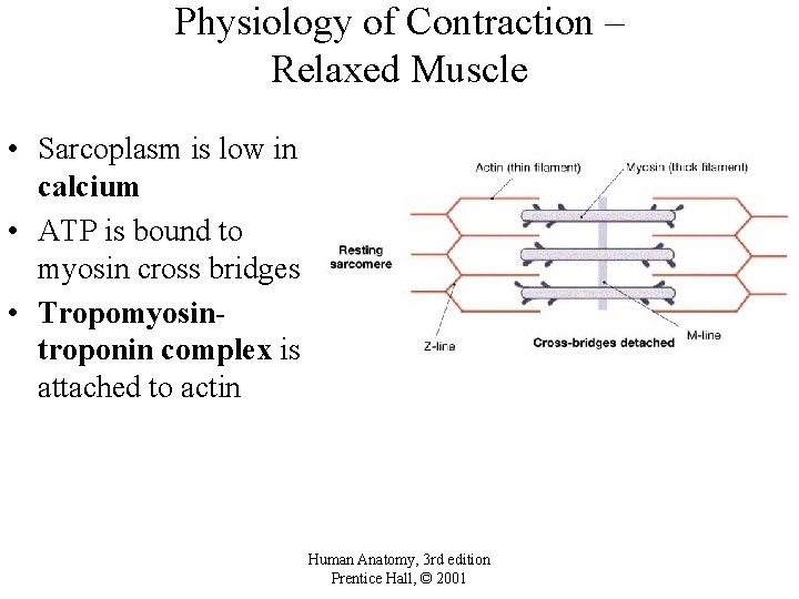 Physiology of Contraction – Relaxed Muscle • Sarcoplasm is low in calcium • ATP