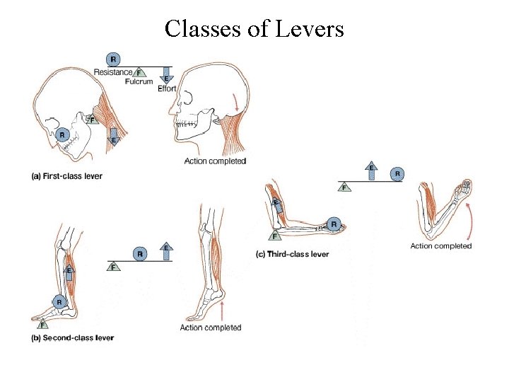 Classes of Levers 