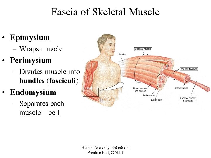 Fascia of Skeletal Muscle • Epimysium – Wraps muscle • Perimysium – Divides muscle