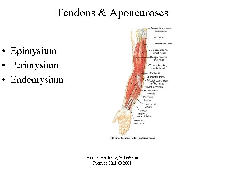 Tendons & Aponeuroses • Epimysium • Perimysium • Endomysium Human Anatomy, 3 rd edition