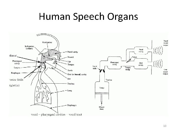 Human Speech Organs 10 