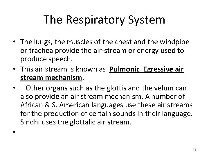 The Respiratory System • The lungs, the muscles of the chest and the windpipe