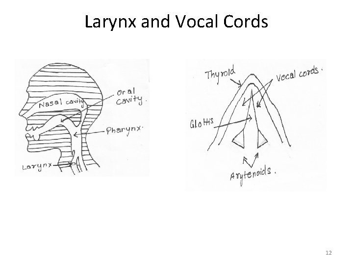 Larynx and Vocal Cords 12 