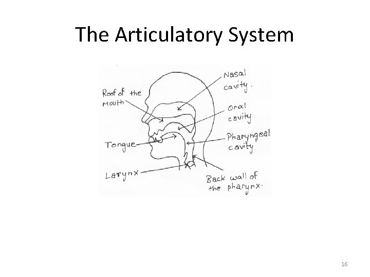 The Articulatory System 16 