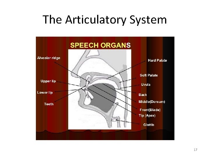 The Articulatory System 17 