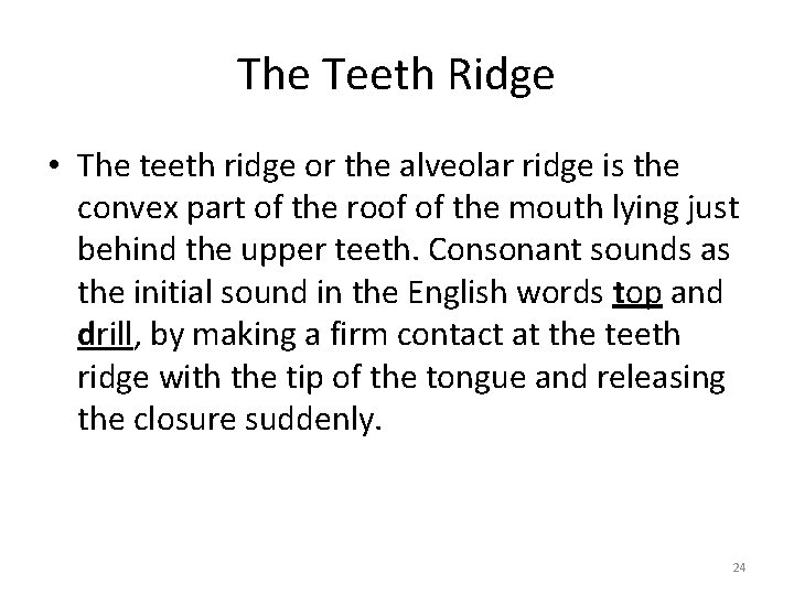 The Teeth Ridge • The teeth ridge or the alveolar ridge is the convex