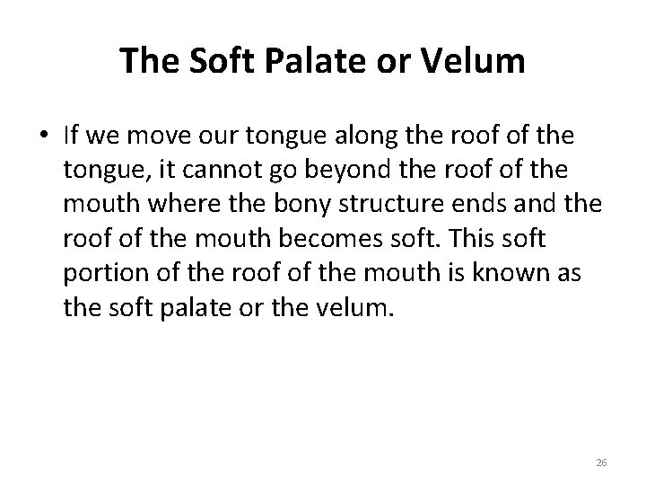 The Soft Palate or Velum • If we move our tongue along the roof