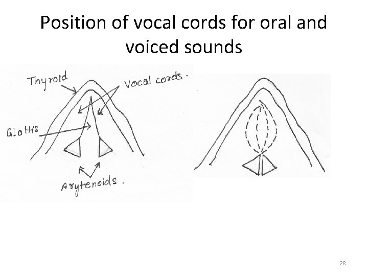 Position of vocal cords for oral and voiced sounds • u 28 