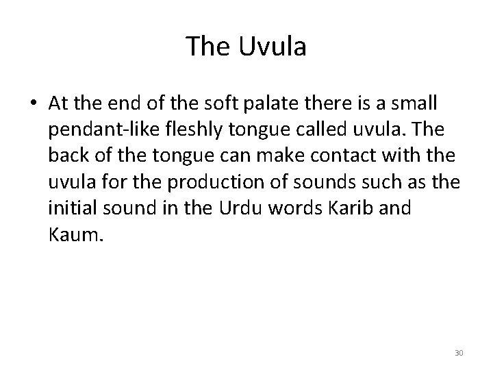 The Uvula • At the end of the soft palate there is a small