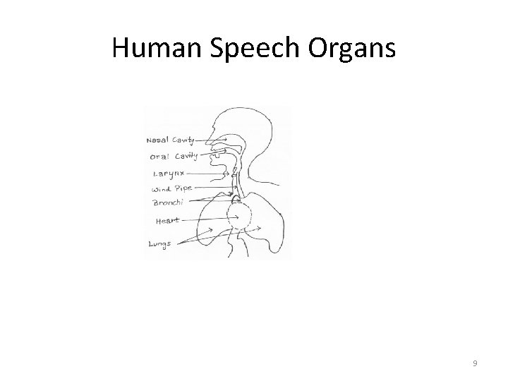 Human Speech Organs 9 