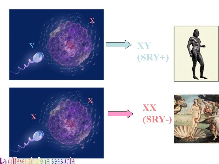 X XY (SRY+) Y X X XX (SRY-) 