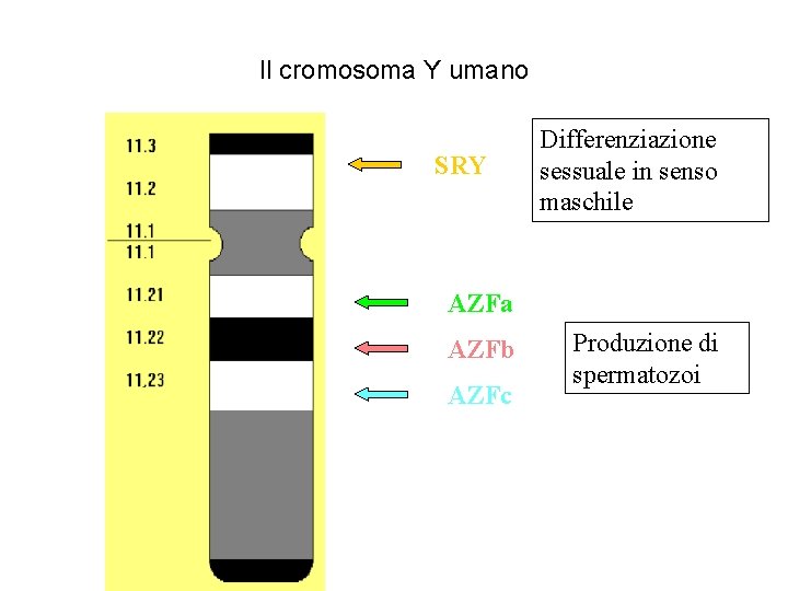 Il cromosoma Y umano SRY Differenziazione sessuale in senso maschile AZFa AZFb AZFc Produzione