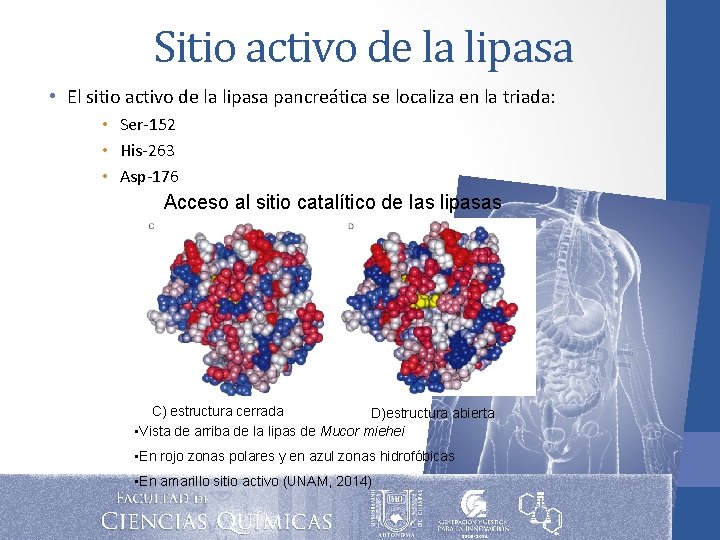 UNIVERSIDAD AUTONOMA DE CHIAPAS FACULTAD DE CIENCIAS QUIMICAS