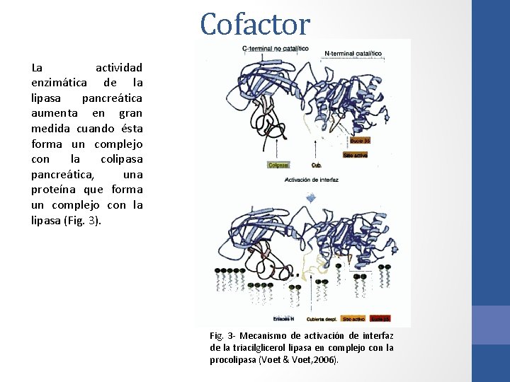 Cofactor La actividad enzimática de la lipasa pancreática aumenta en gran medida cuando ésta Cofactor La actividad enzimática de la lipasa pancreática aumenta en gran medida cuando ésta