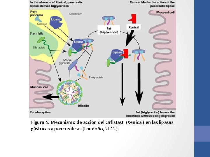 Figura 5. Mecanismo de acción del Orlistast (Xenical) en las lipasas gástricas y pancreáticas Figura 5. Mecanismo de acción del Orlistast (Xenical) en las lipasas gástricas y pancreáticas